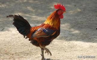 公鸡原神爆料视频大全,揭秘公鸡角色爆料视频全解析  第1张